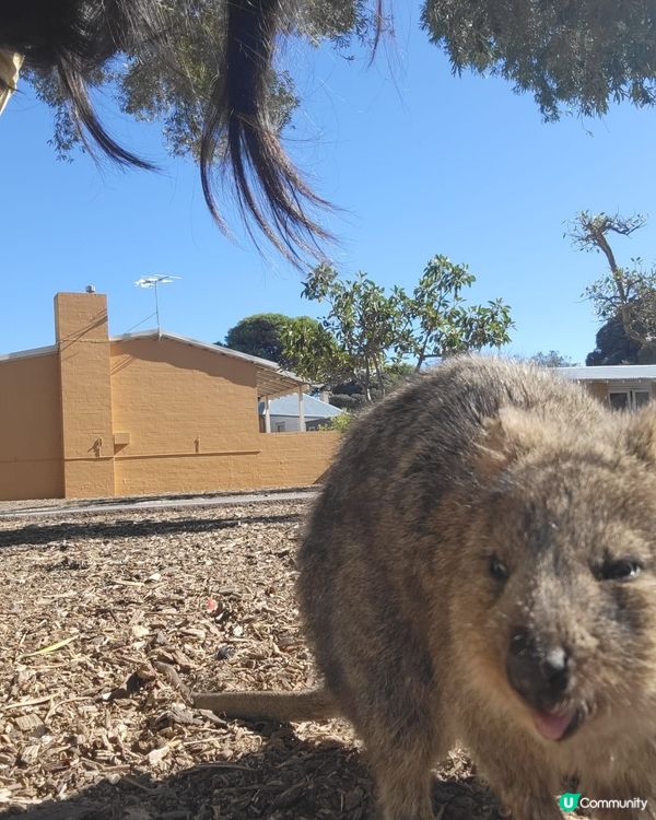剛去了Rottnest Island探訪Quokka, 被世...