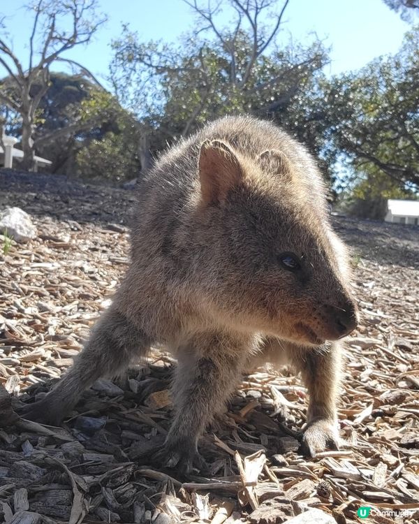 剛去了Rottnest Island探訪Quokka, 被世...