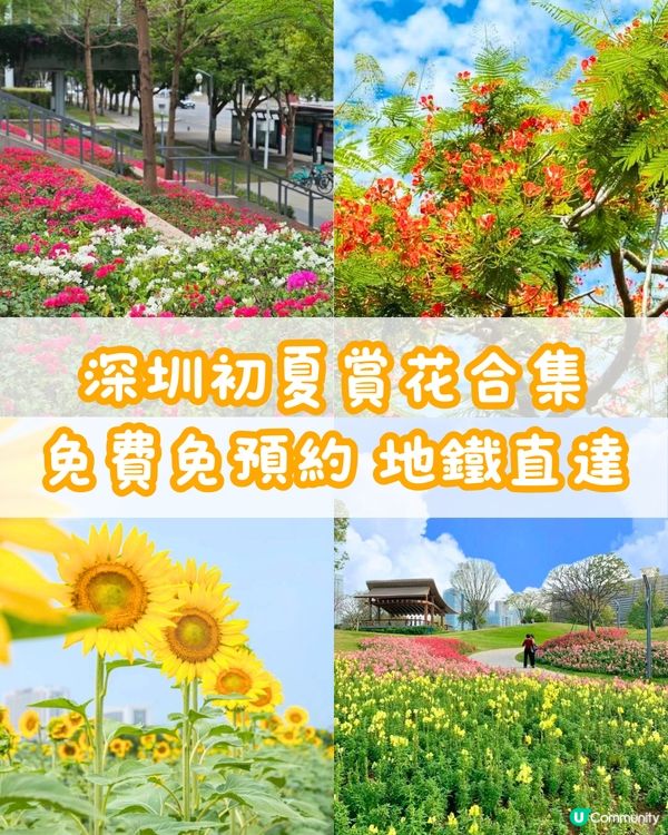 🌻深圳初夏賞花合集🆓免費免預約🚇地鐵直達