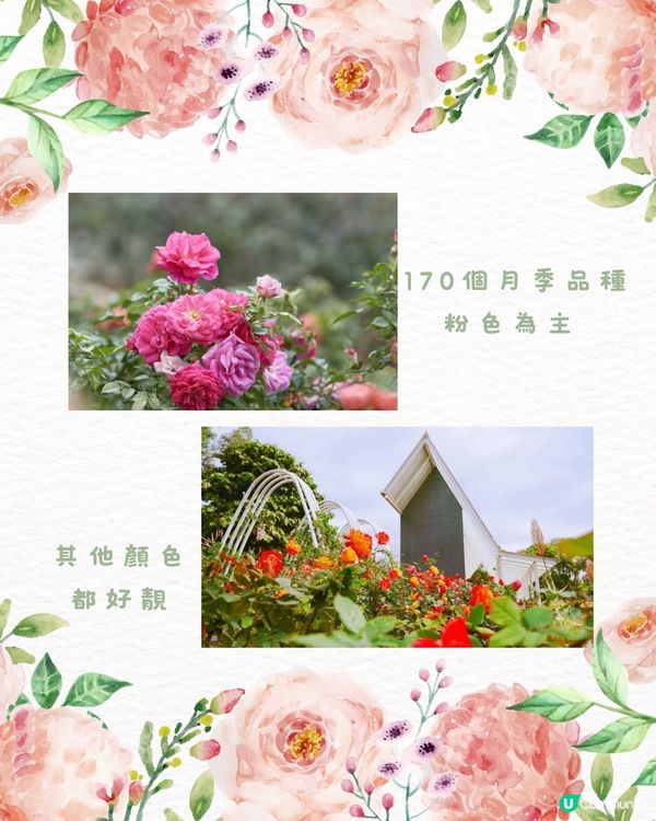 🌻深圳初夏賞花合集🆓免費免預約🚇地鐵直達