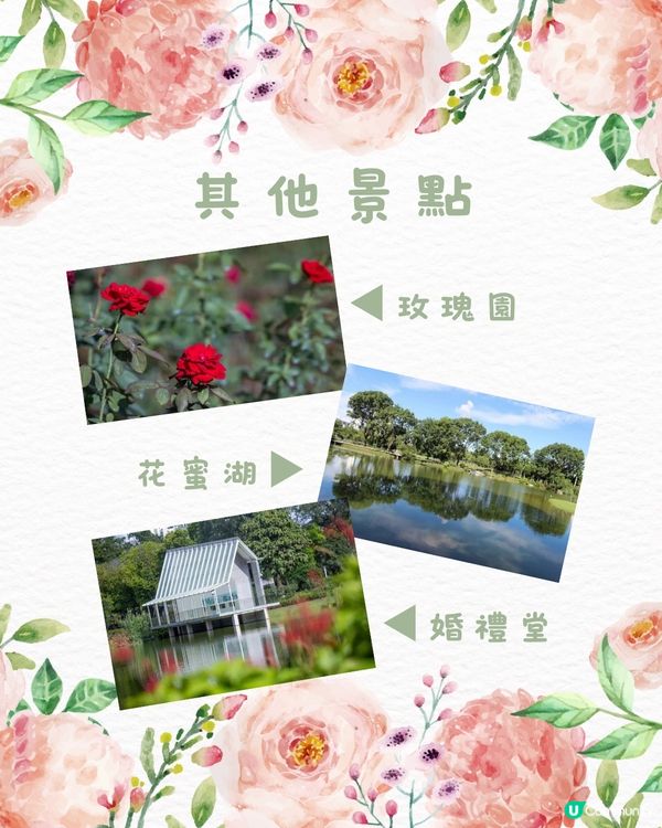 🌻深圳初夏賞花合集🆓免費免預約🚇地鐵直達