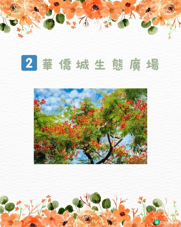 🌻深圳初夏賞花合集🆓免費免預約🚇地鐵直達