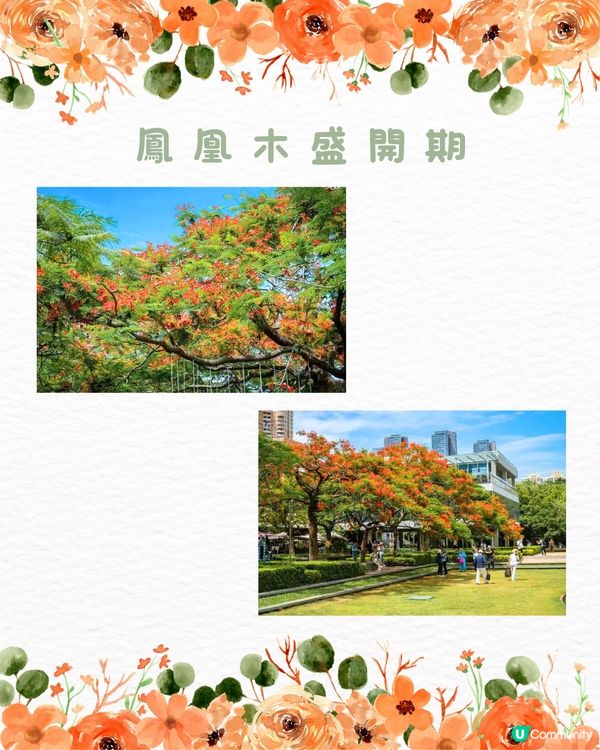 🌻深圳初夏賞花合集🆓免費免預約🚇地鐵直達