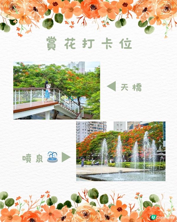 🌻深圳初夏賞花合集🆓免費免預約🚇地鐵直達