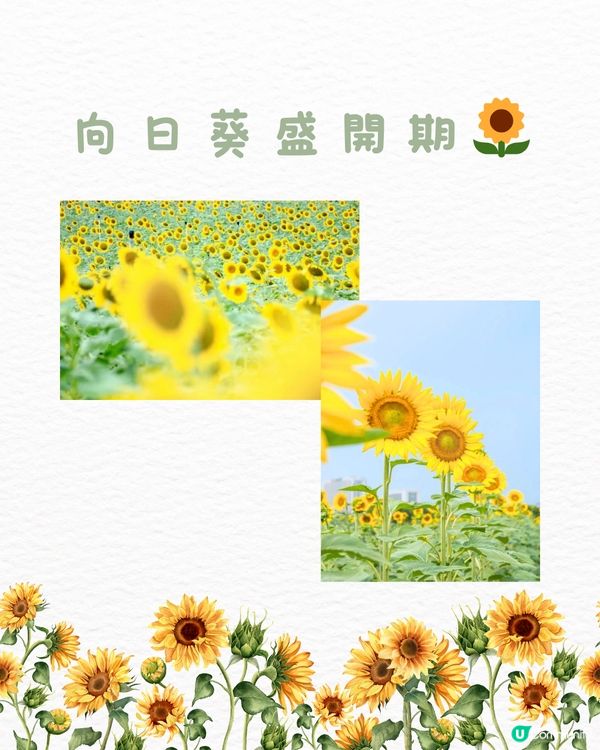 🌻深圳初夏賞花合集🆓免費免預約🚇地鐵直達