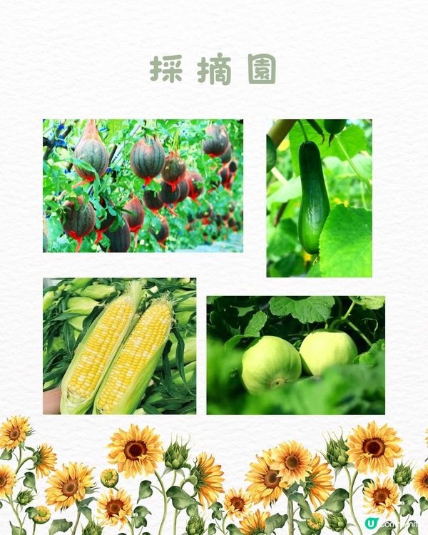🌻深圳初夏賞花合集🆓免費免預約🚇地鐵直達