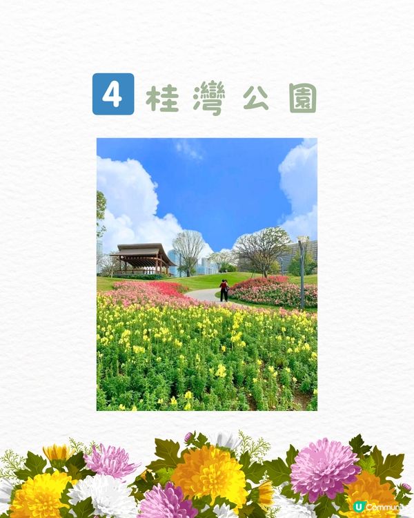 🌻深圳初夏賞花合集🆓免費免預約🚇地鐵直達