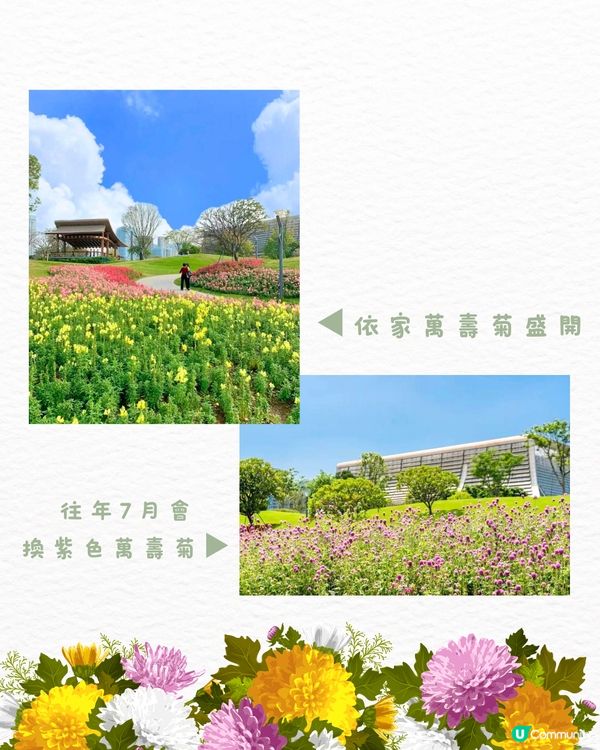 🌻深圳初夏賞花合集🆓免費免預約🚇地鐵直達