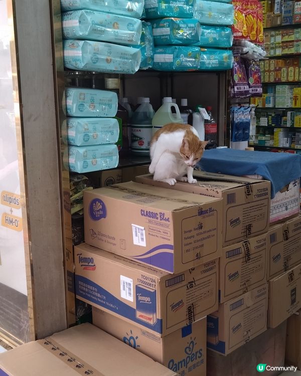 可愛的藥房貓店長