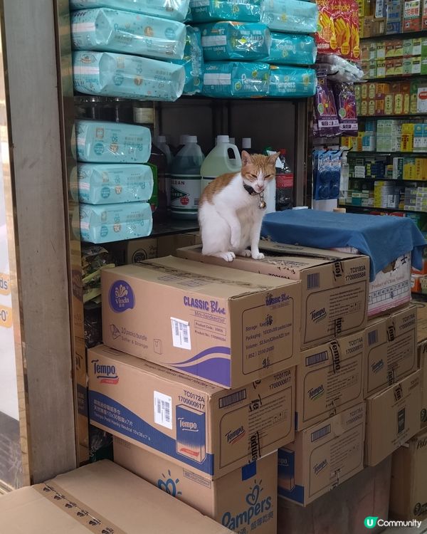 可愛的藥房貓店長