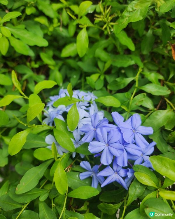 美麗荔枝角公園