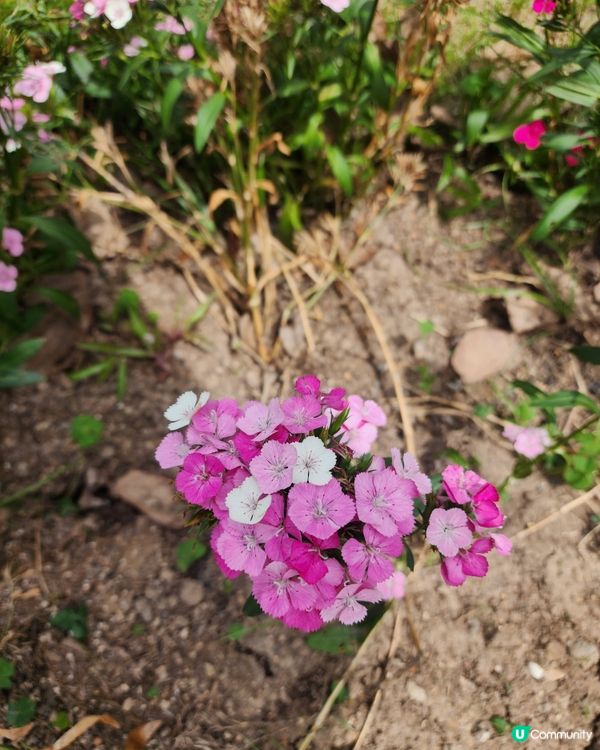 美麗荔枝角公園