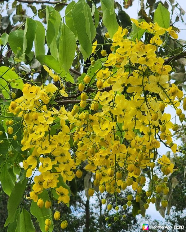 美麗荔枝角公園