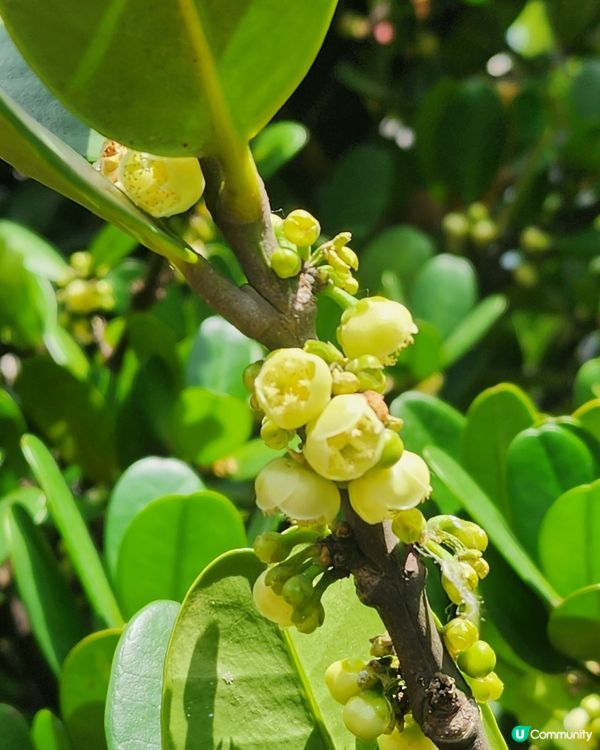 美麗荔枝角公園