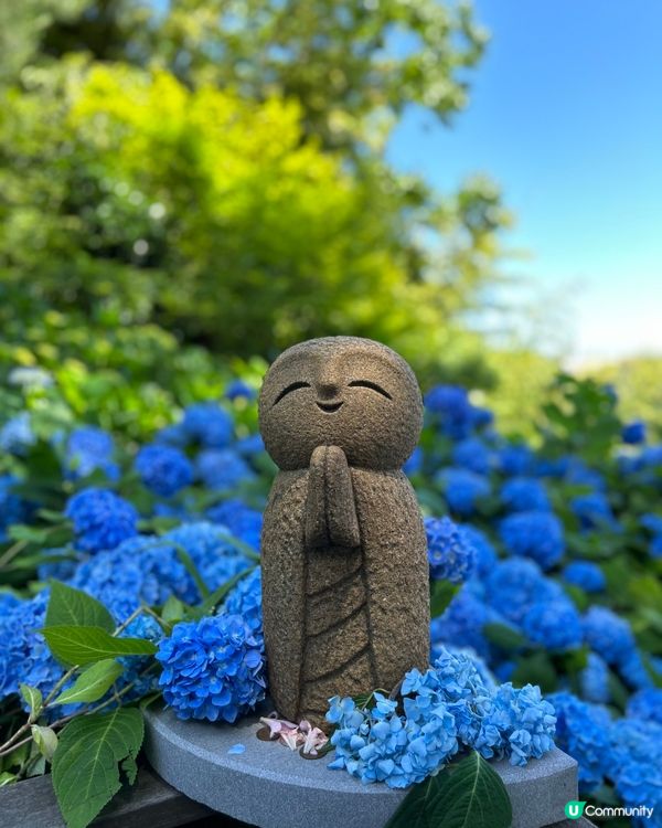 紫陽花秘境-藍色花海雲昌寺