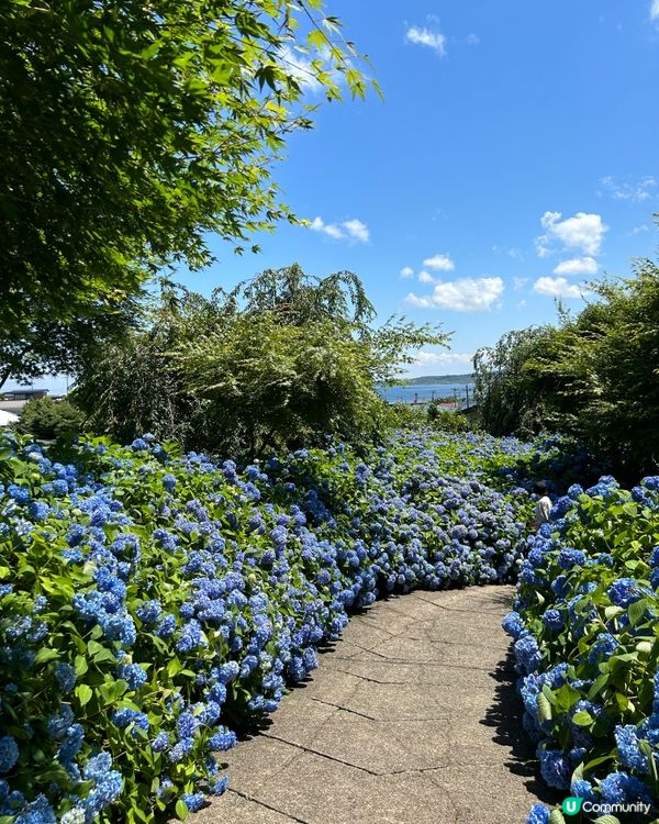 紫陽花秘境-藍色花海雲昌寺