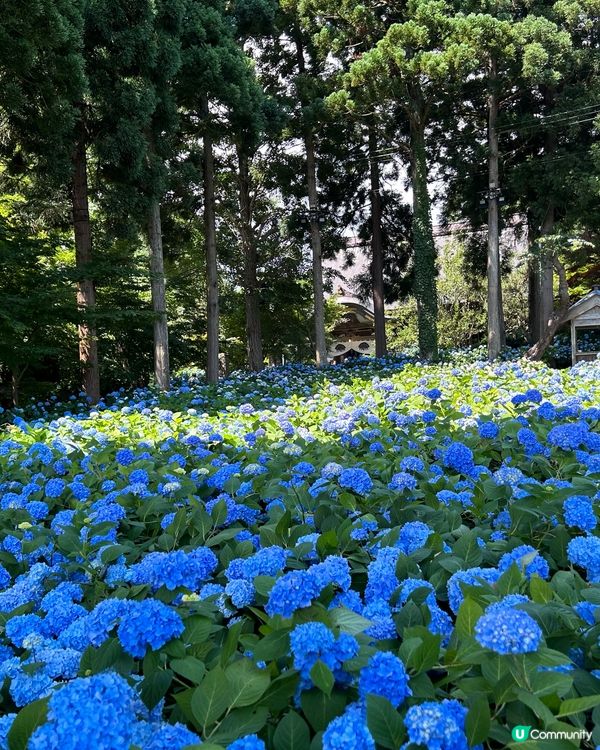 紫陽花秘境-藍色花海雲昌寺