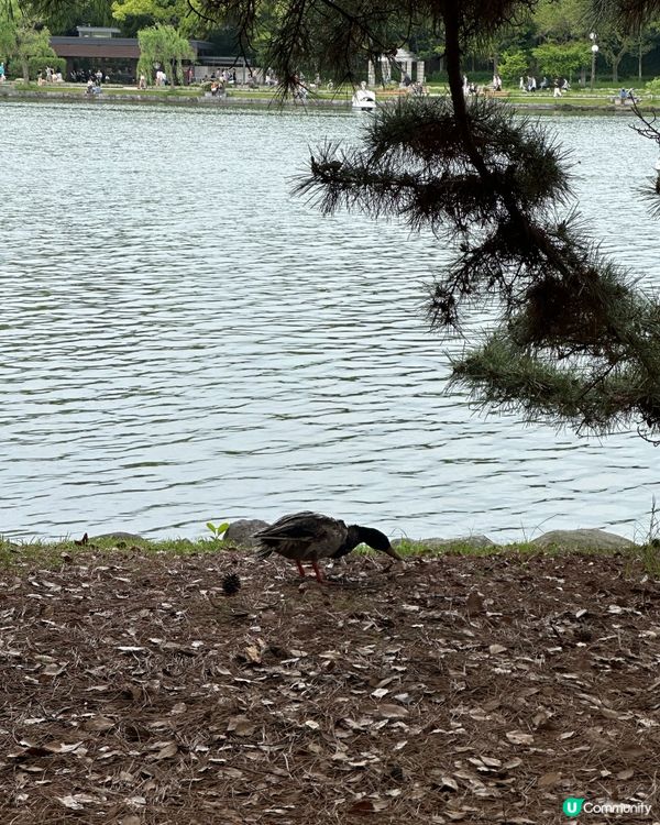 九洲福岡行程必到大濠公園!