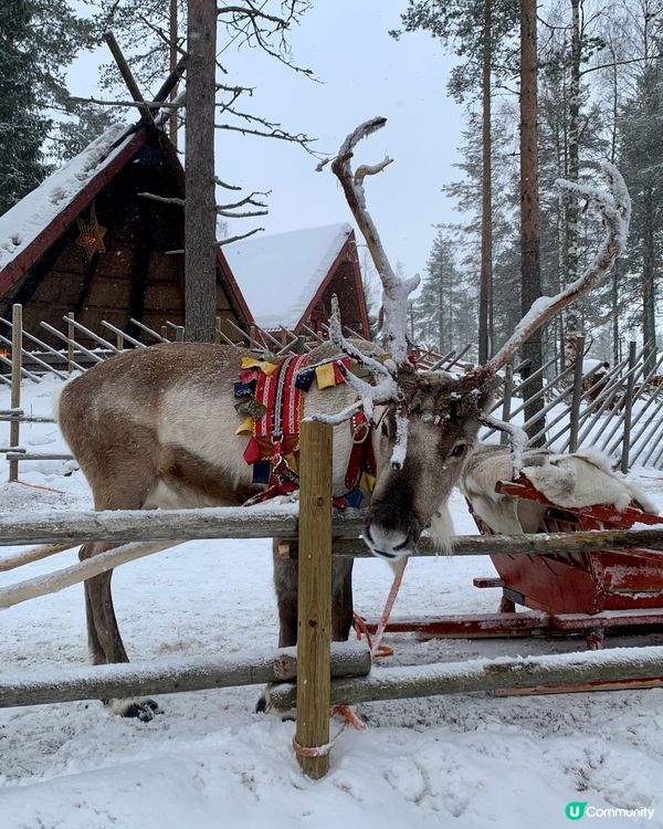 🇫🇮親身探訪聖誕老人🧑🏻‍🎄🎅🏼