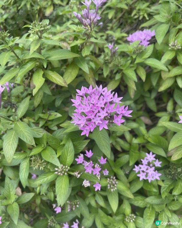 181 FORTNUM & MASON請您食曲奇🍪