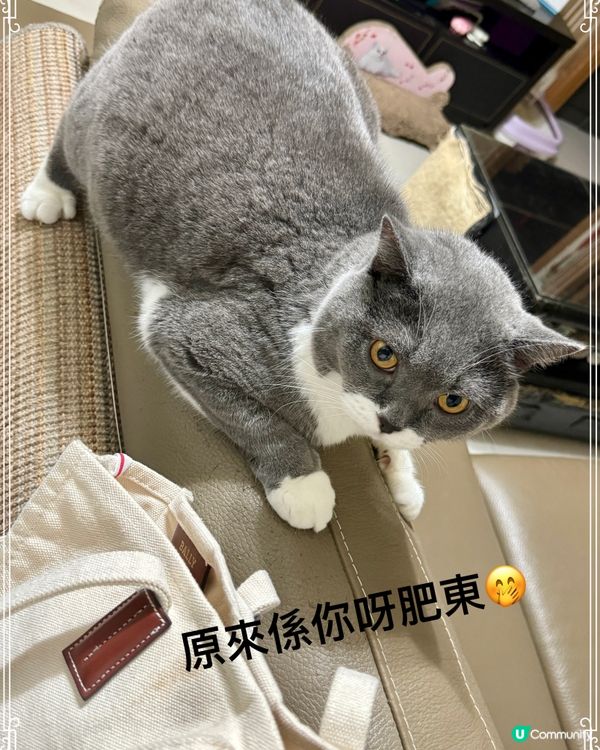 成Pat 嘢咁⋯你邊位呀？😂😂😂
