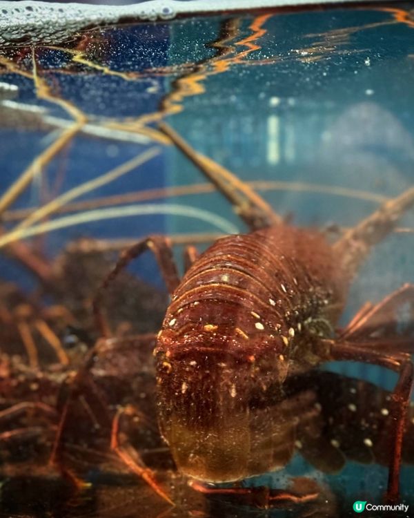 高質和牛放題@Nikusa肉佐