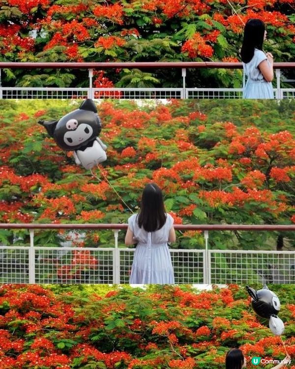 【深圳】火紅五月．鳳凰花開．華橋城生態廣場｜文迪．漫遊．慢生活｜