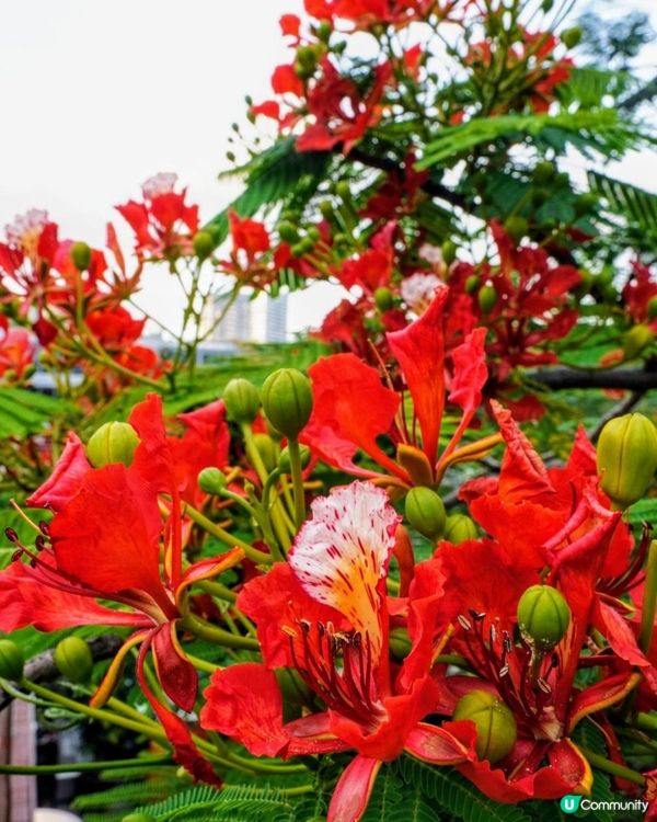 【深圳】火紅五月．鳳凰花開．華橋城生態廣場｜文迪．漫遊．慢生活｜