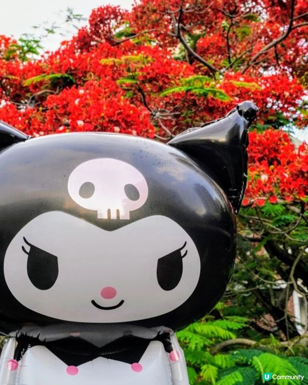 【深圳】火紅五月．鳳凰花開．華橋城生態廣場｜文迪．漫遊．慢生活｜