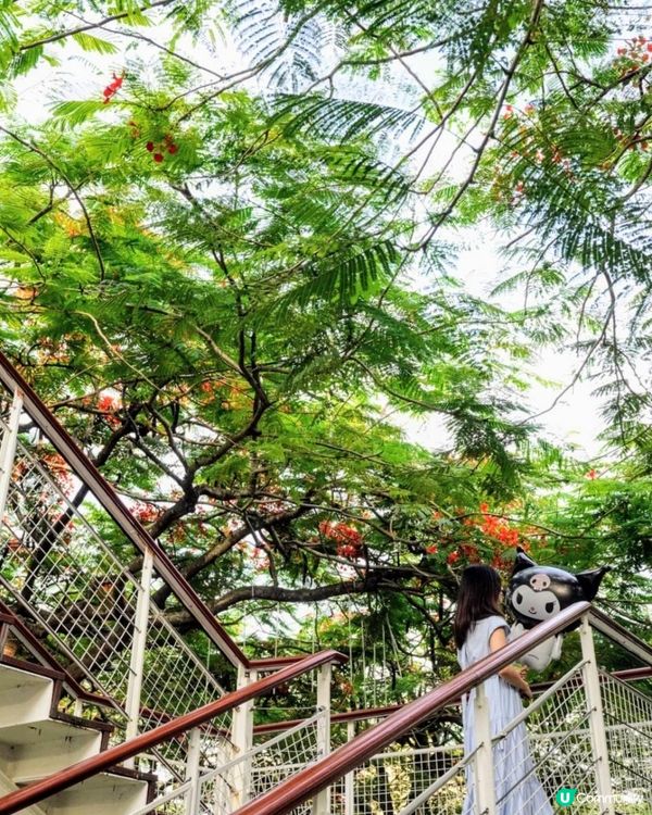 【深圳】火紅五月．鳳凰花開．華橋城生態廣場｜文迪．漫遊．慢生活｜