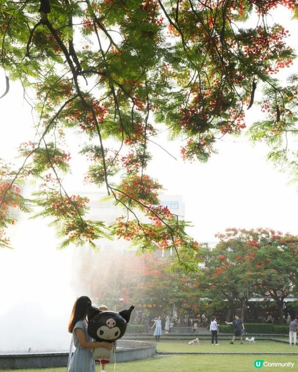 【深圳】火紅五月．鳳凰花開．華橋城生態廣場｜文迪．漫遊．慢生活｜