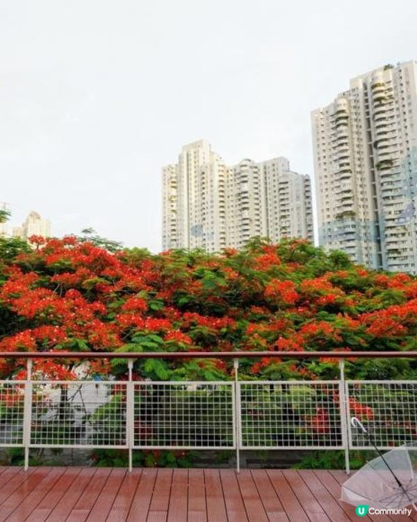 【深圳】火紅五月．鳳凰花開．華橋城生態廣場｜文迪．漫遊．慢生活｜