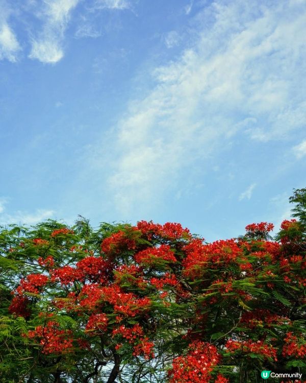 【深圳】火紅五月．鳳凰花開．華橋城生態廣場｜文迪．漫遊．慢生活｜