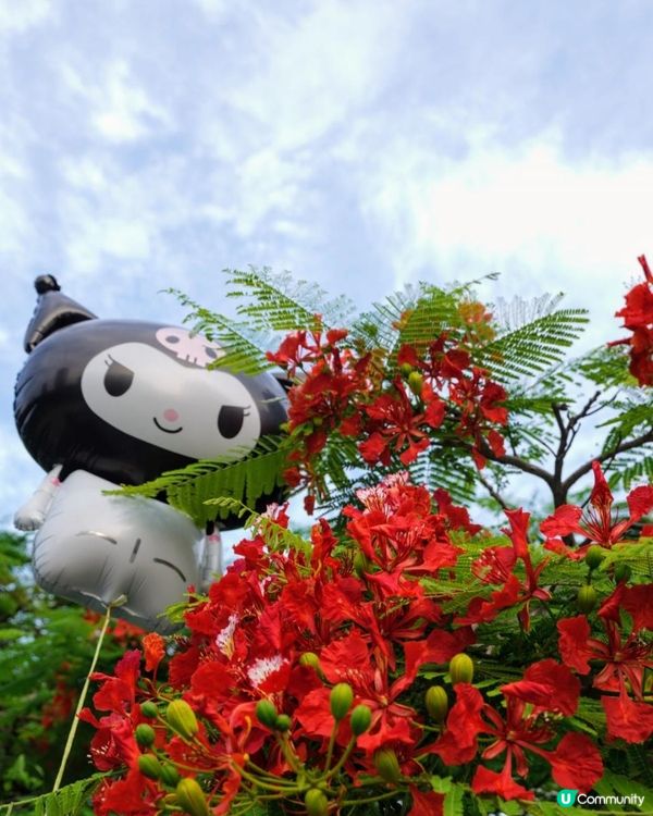 【深圳】火紅五月．鳳凰花開．華橋城生態廣場｜文迪．漫遊．慢生活｜