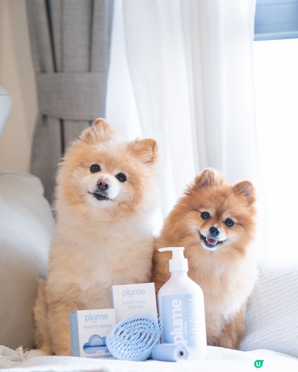 推介PLUME CARE⭐️人類級天然成份狗狗沖涼液及按摩梳
