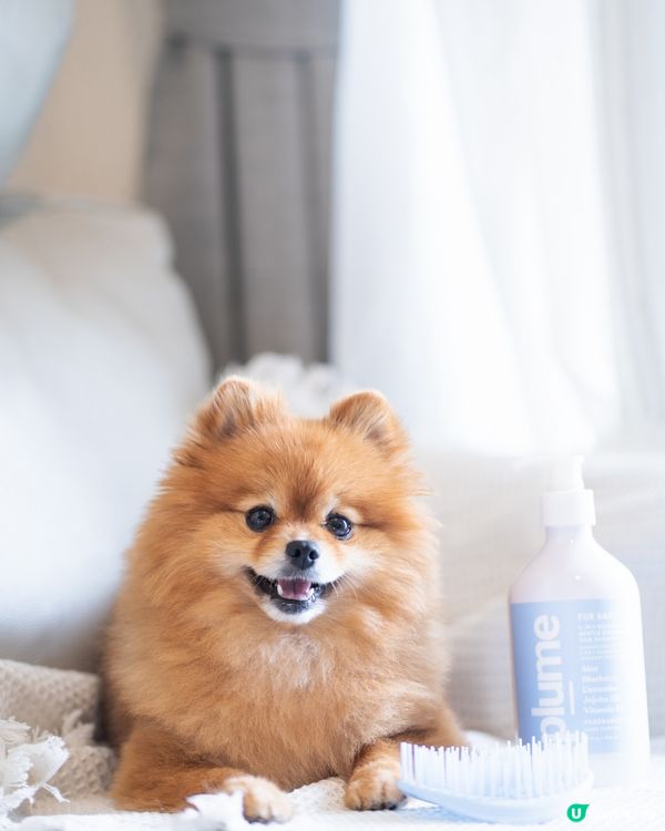 推介PLUME CARE⭐️人類級天然成份狗狗沖涼液及按摩梳