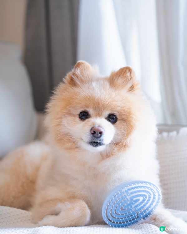 推介PLUME CARE⭐️人類級天然成份狗狗沖涼液及按摩梳