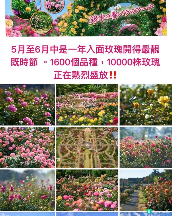 Alice Blooming Carnival @京成玫瑰園