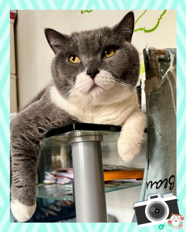 🐱:又影?煩唔煩?冇你咁好氣,瞌陣先⋯⋯ | U Lifestyle - 香港優惠及生活資訊平台