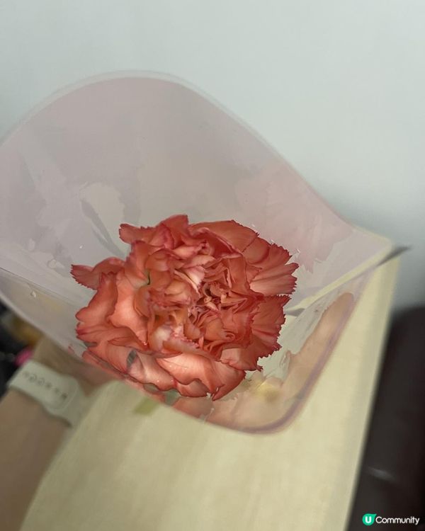 《康乃馨》開大朵咗！好靚啦！💐