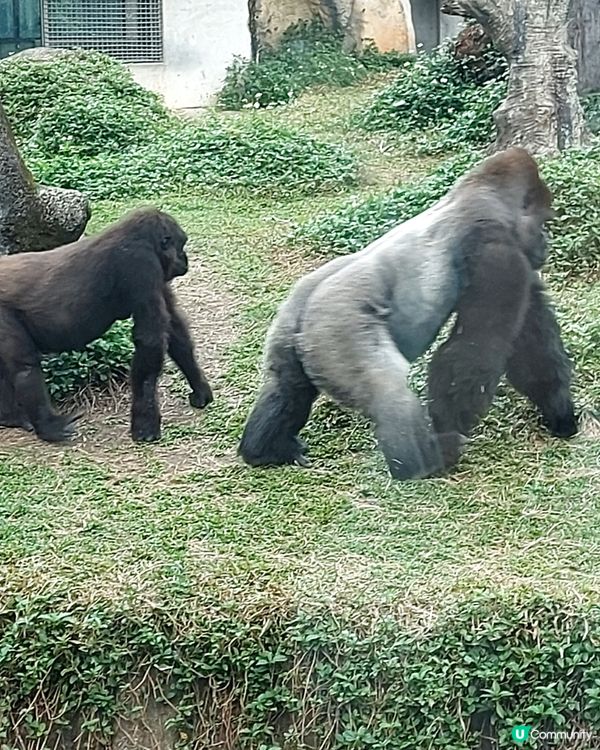 親子旅行，一定要去下動物園