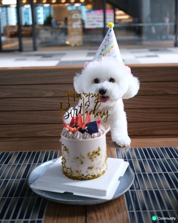比熊過2歲生日😘❤️