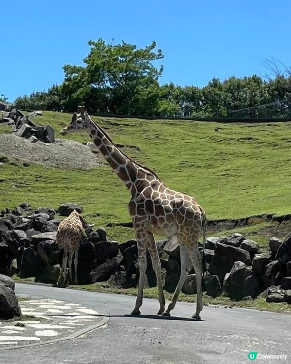九州必去自然動物🦒園