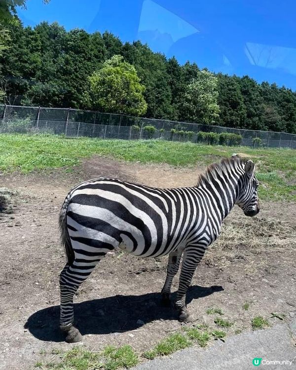 九州必去自然動物🦒園