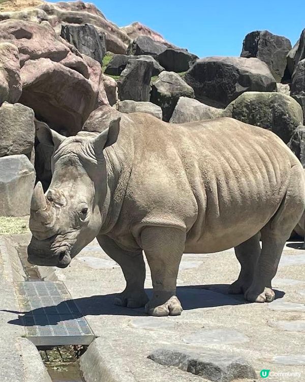 九州必去自然動物🦒園