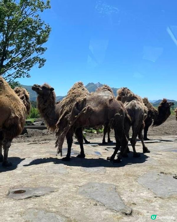 九州必去自然動物🦒園
