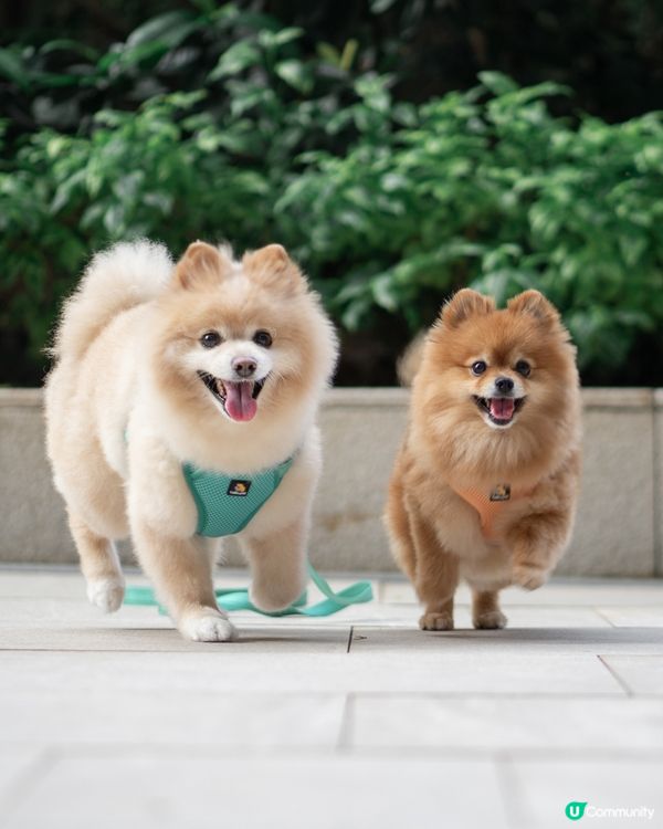 狗狗散步必備｜輕巧又透氣胸帶鏈繩、多色選擇價錢親民