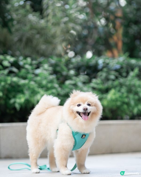 狗狗散步必備｜輕巧又透氣胸帶鏈繩、多色選擇價錢親民