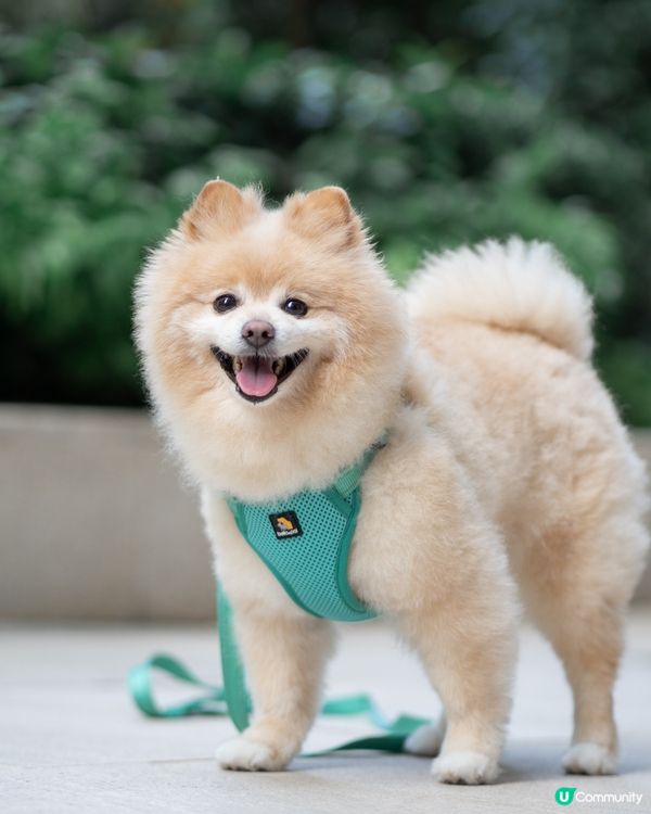 狗狗散步必備｜輕巧又透氣胸帶鏈繩、多色選擇價錢親民