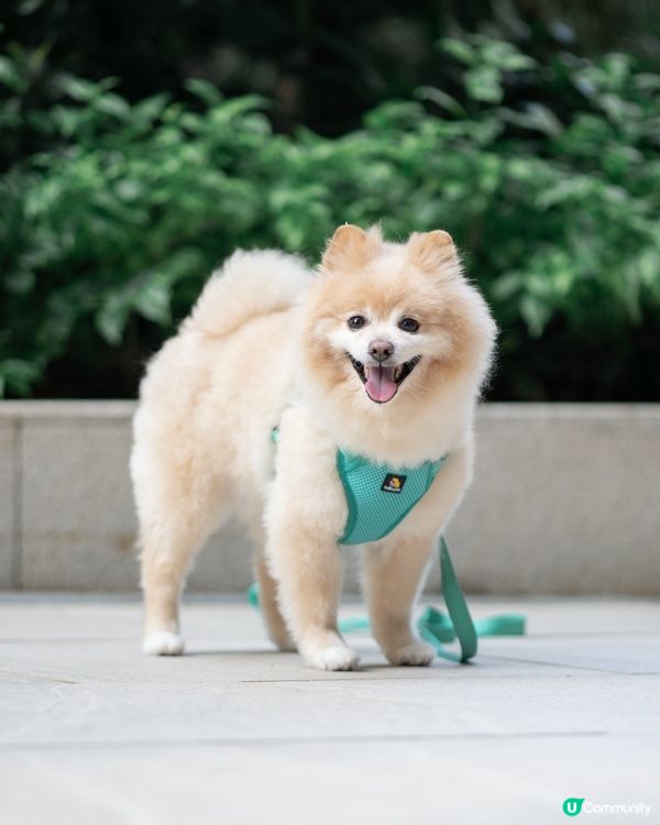 狗狗散步必備｜輕巧又透氣胸帶鏈繩、多色選擇價錢親民